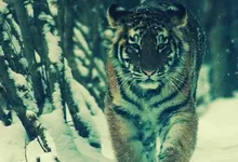 tigers 1600x1200 wallpaper Art HD Wallpaper